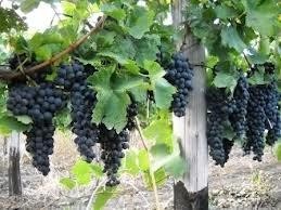 Eastern European Wines Gain Further Prominence in UK